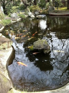 東京の愛宕神社の池の鯉