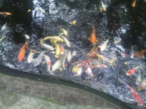 愛宕神社の池の鯉